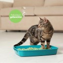 AqpetFriends Lettiera CattyGreen Sabbia per Gatti alla Soia Naturale profumazione Gelsomino 6 Litri