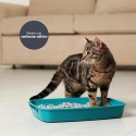 AqpetFriends Lettiera CattyGreen Sabbia per Gatti alla Soia Naturale al Carbone Attivo 6 Litri