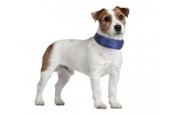 Collare refrigerante per cane di taglia Piccola